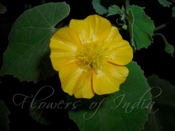 Ragged Mallow